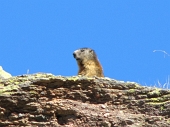 DALLE BAITE DI MEZZENO AL MONTE TONALE mt. 2.425 il 10 settembre 2011) - FOTOGALLERY